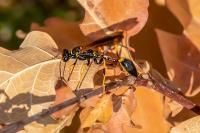 Sceliphron caementarium