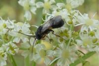 Chelonus