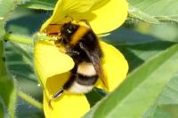 Bombus sp (terrestris/lucorum/cryptarum/magnus)