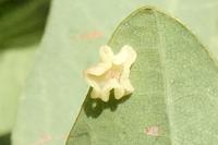 Neuroterus albipes