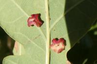 Neuroterus albipes