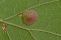 Neuroterus quercusbaccarum