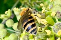 Colletes hederae