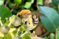 Colletes hederae