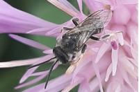 Lasioglossum