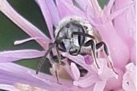 Lasioglossum