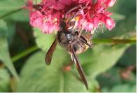 Vespa velutina