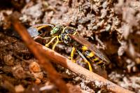 Gorytes laticinctus