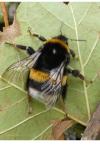 Bombus sp (terrestris/lucorum/cryptarum/magnus)