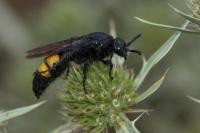 Scolia hirta