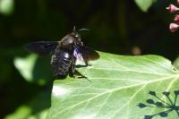 Xylocopa