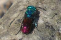 Chrysis
