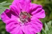 Apis mellifera