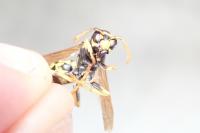 Polistes dominula