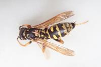 Polistes dominula
