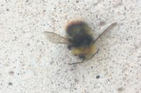 Bombus pratorum