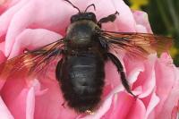 Xylocopa violacea