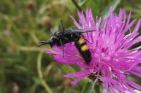 Scolia hirta