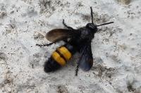Scolia hirta