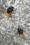 Osmia cornuta