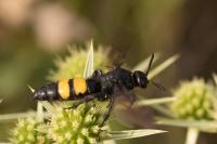 Scolia hirta