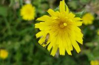 Lasioglossum