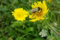 Bombus pratorum