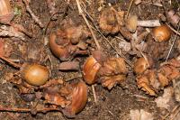Andricus quercuscalicis