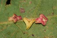 Neuroterus albipes