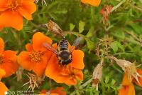Megachile