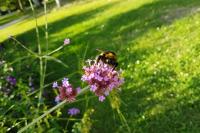Bombus sp (terrestris/lucorum/cryptarum/magnus)
