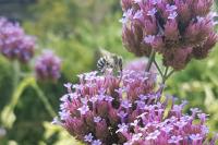 Anthophora