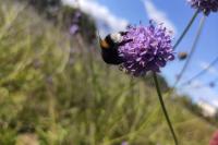 Bombus sp (terrestris/lucorum/cryptarum/magnus)
