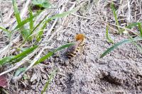 Colletes hederae