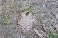 Colletes hederae