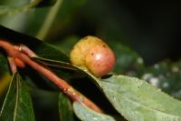 Euura vesicator