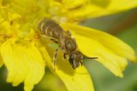 Halictus
