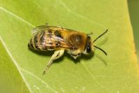 Colletes hederae