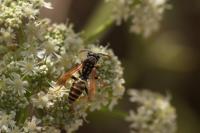 Polistes