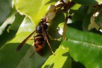 Vespa velutina