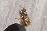Polistes dominula