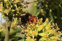 Vespa crabro