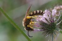 Halictus scabiosae