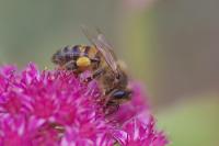 Apis mellifera