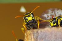 Polistes dominula
