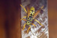 Polistes dominula