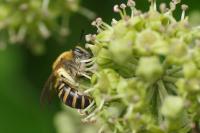 Colletes hederae