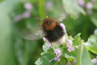 Bombus hypnorum
