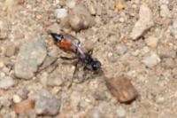 Ammophila sabulosa