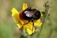 Bombus lapidarius